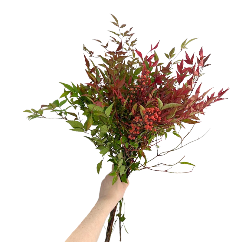 Nandina