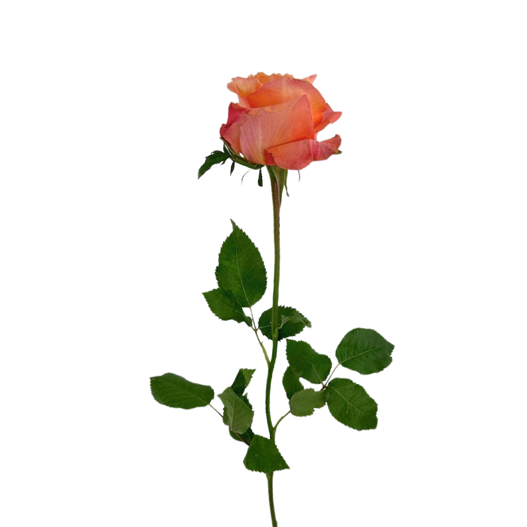 ROSE ORANGE TWILIGHT (25 STEM BUNCH)