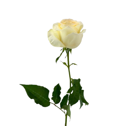GARDEN ROSE PALE YELLOW ANTONIA (25 STEM BUNCH)