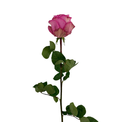 ROSE LAVENDER MOODY BLUES (25 STEM BUNCH)