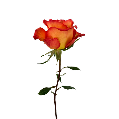 ROSE ORANGE HIGH AND MAGIC (25 STEM BUNCH)