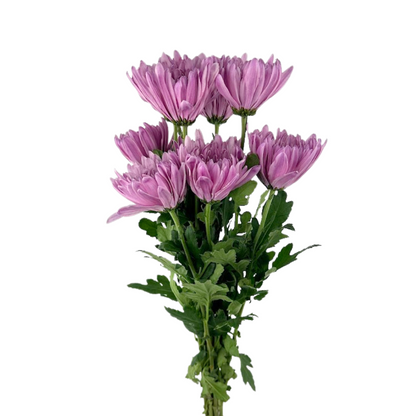 Chrysanthemum Disbud Lavender (10 stem bunch)