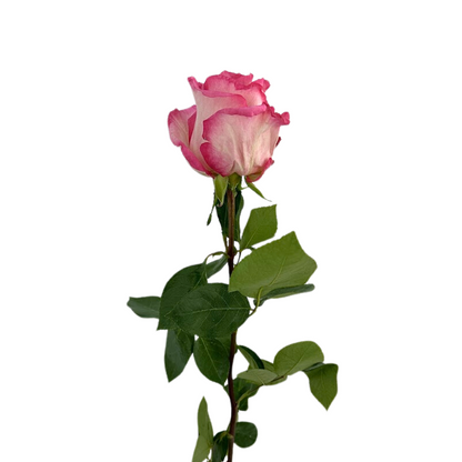 ROSE LIGHT PINK BOULEVARD (25 STEM BUNCH)