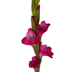 Gladiola Fuschia