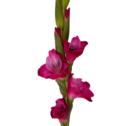 Gladiola Fuschia (10 stem bunch)