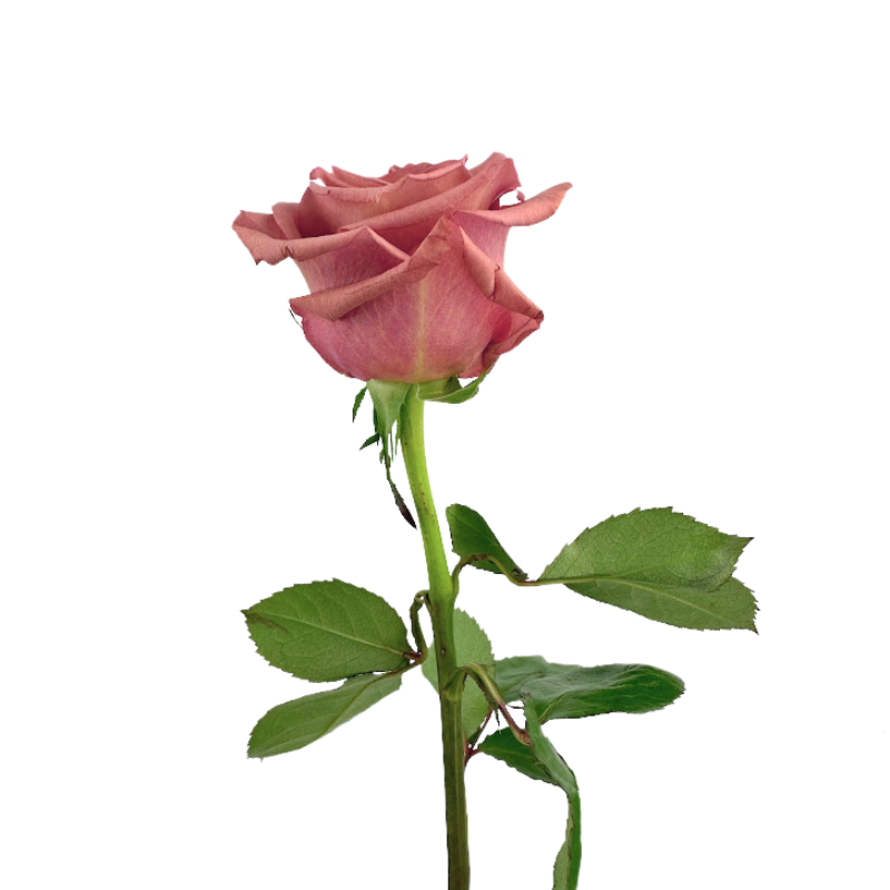 ROSE BRICK PINK BARISTA (25 STEM BUNCH)