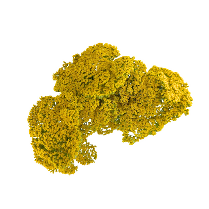 Yarrow Yellow (10 stem bunch)