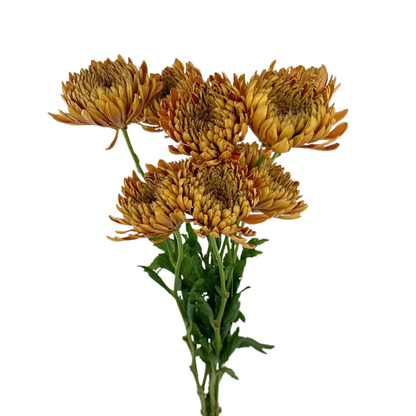 Chrysanthemum Cremon Bronze (10 stem bunch)