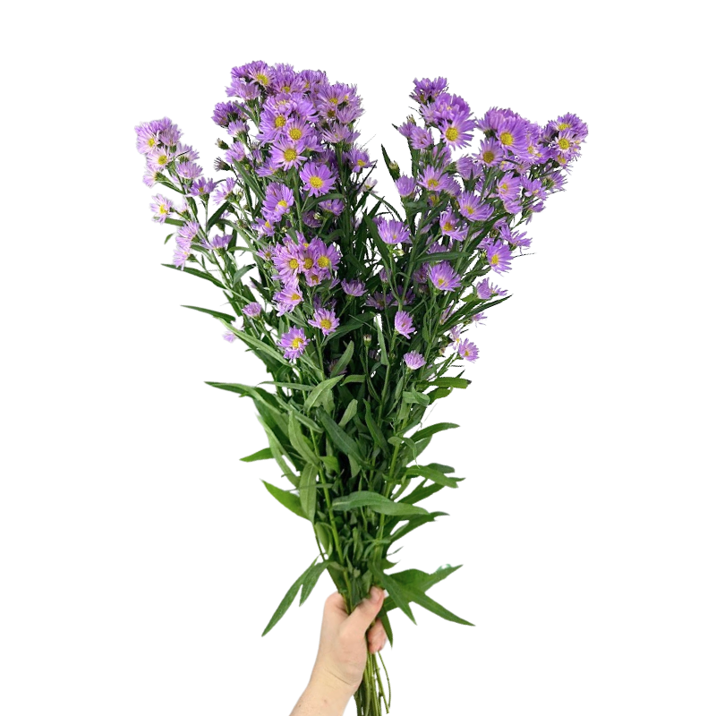 Aster Lavender (Bunch)