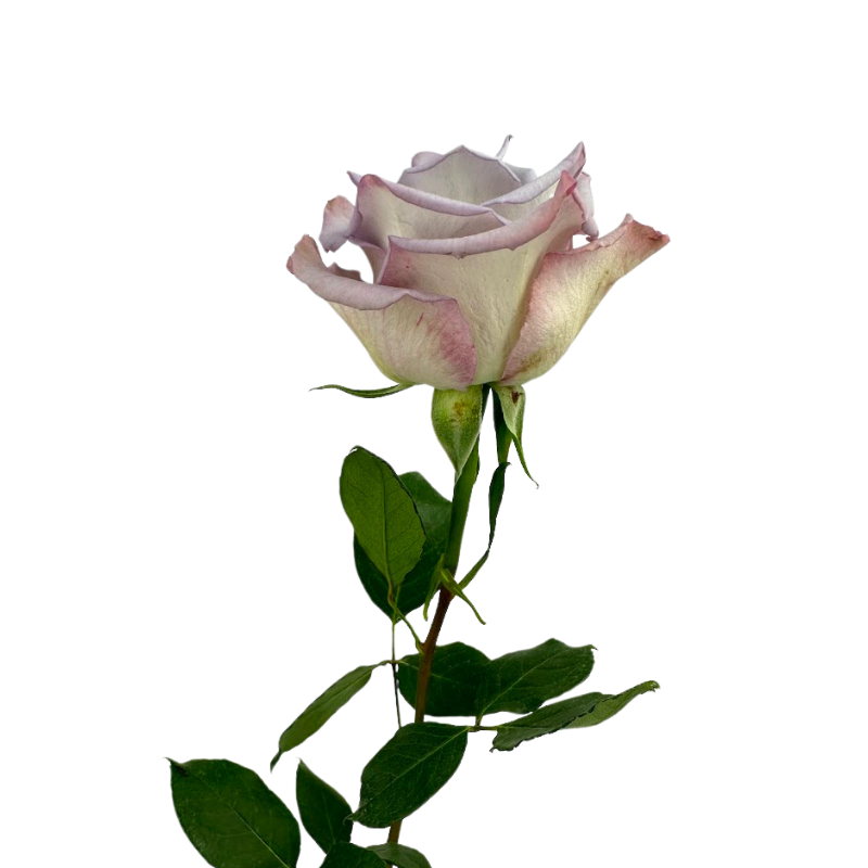 ROSE LAVENDER SKY GARDEN (25 STEM BUNCH)