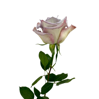 ROSE LAVENDER SKY GARDEN (25 STEM BUNCH)