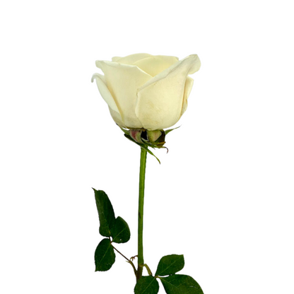 ROSE CREAM VENDELA (25 STEM BUNCH)