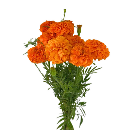 Marigold Orange (10 stem bunch)