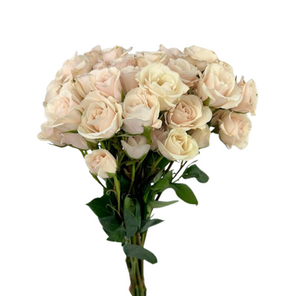 Spray Rose Blush (10 stem bunch)