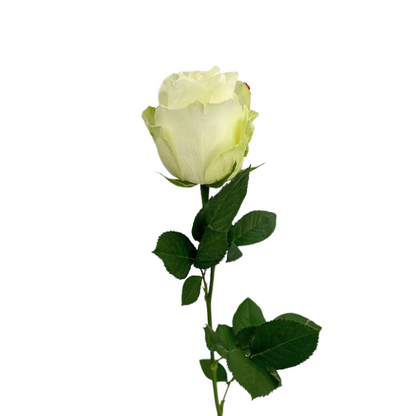 ROSE WHITE AVALANCHE (25 STEM BUNCH)
