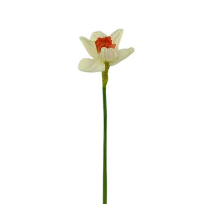 Daffodil White Bicolor (10 stem bunch)