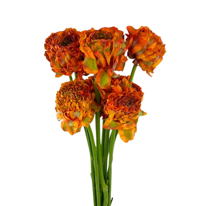Ranunculus Pom Garfield (10 stem bunch)
