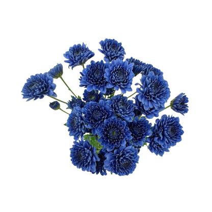 Pom Cushion Bluocean Jade (7 stem bunch)