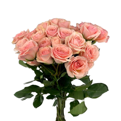Spray Rose Light Pink (10 stem bunch)