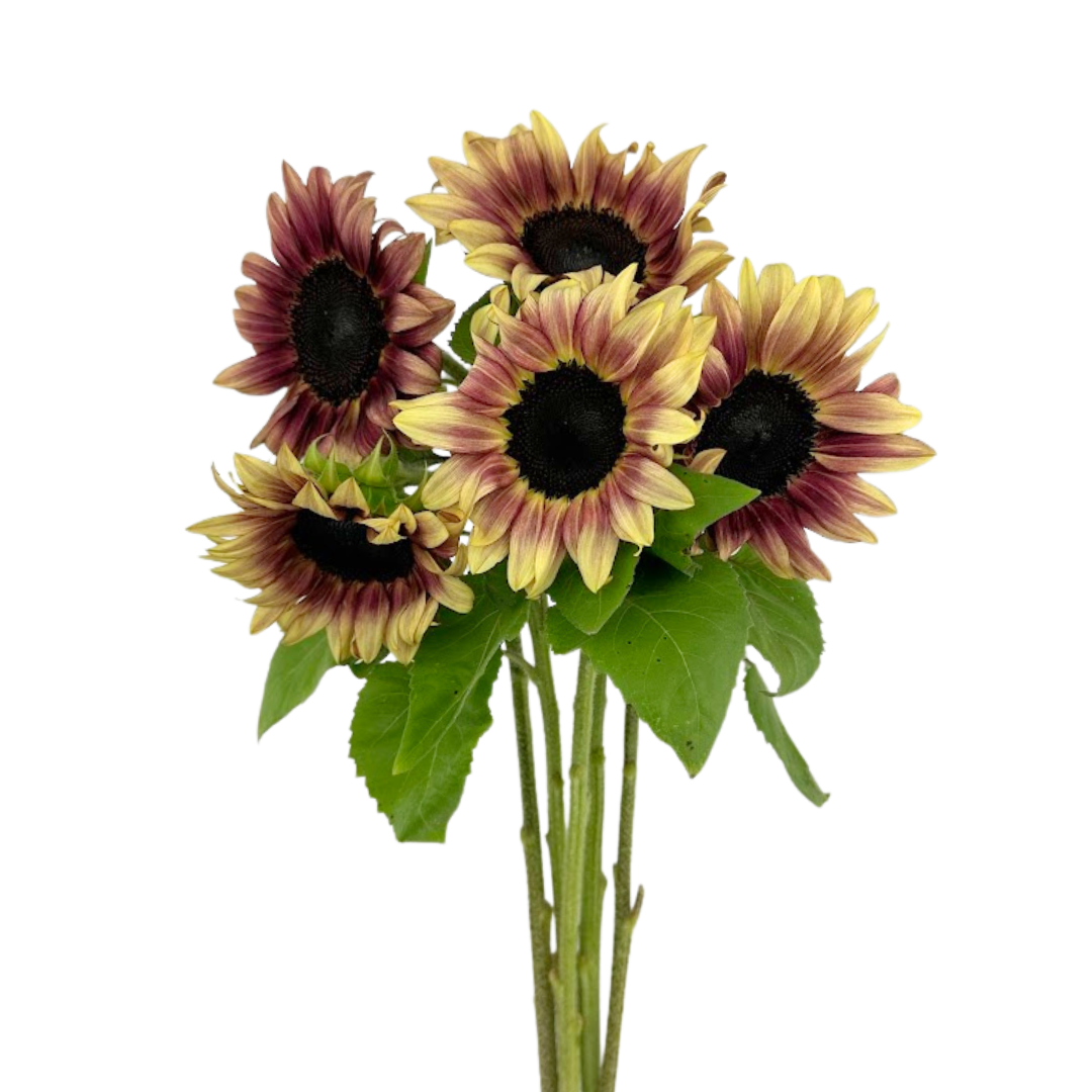 Sunflower Bicolor Burgundy (5 stem bunch)