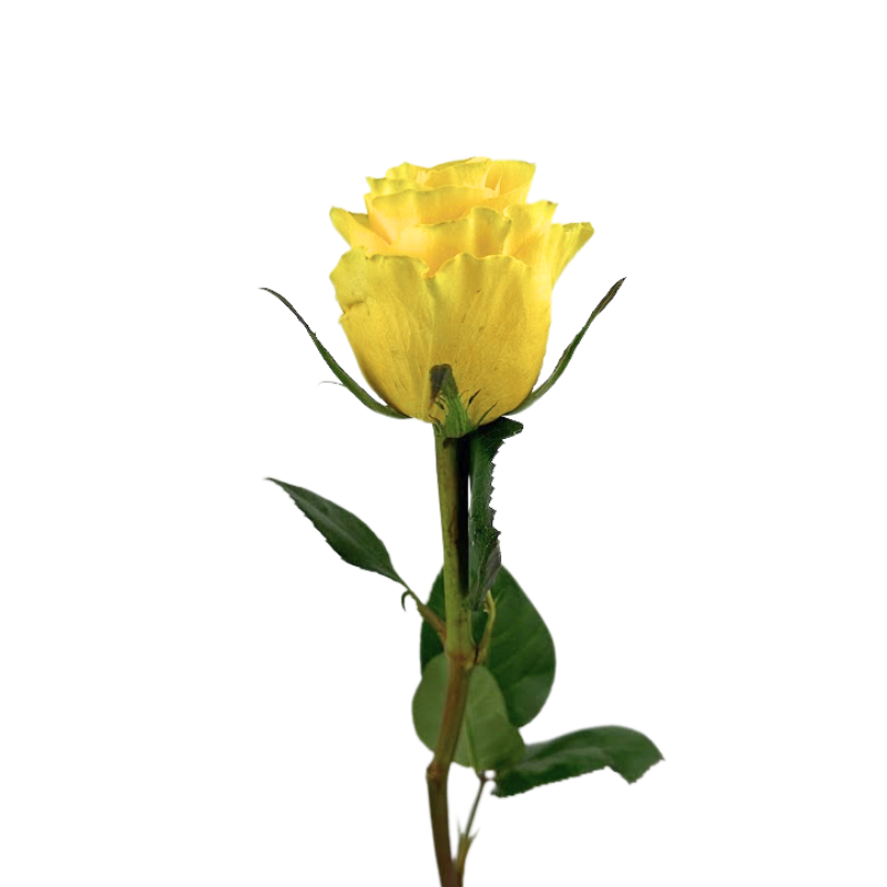 ROSE YELLOW BRIGHTON (25 STEM BUNCH)