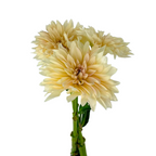 Dahlia Cream (5 Stems)