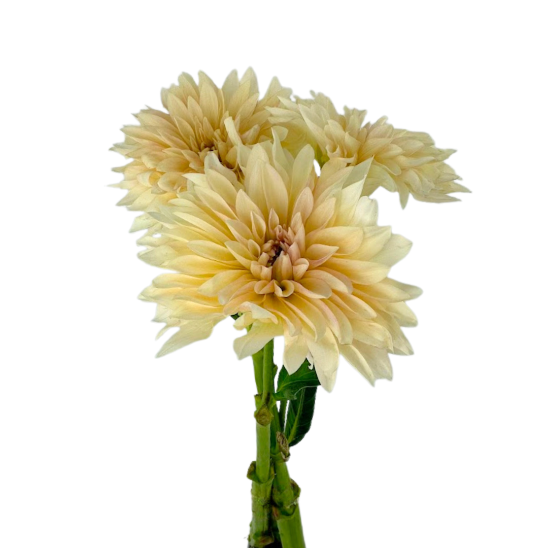 Dahlia Cream (5 Stems)
