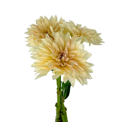 Dahlia Cream (5 stem bunch)