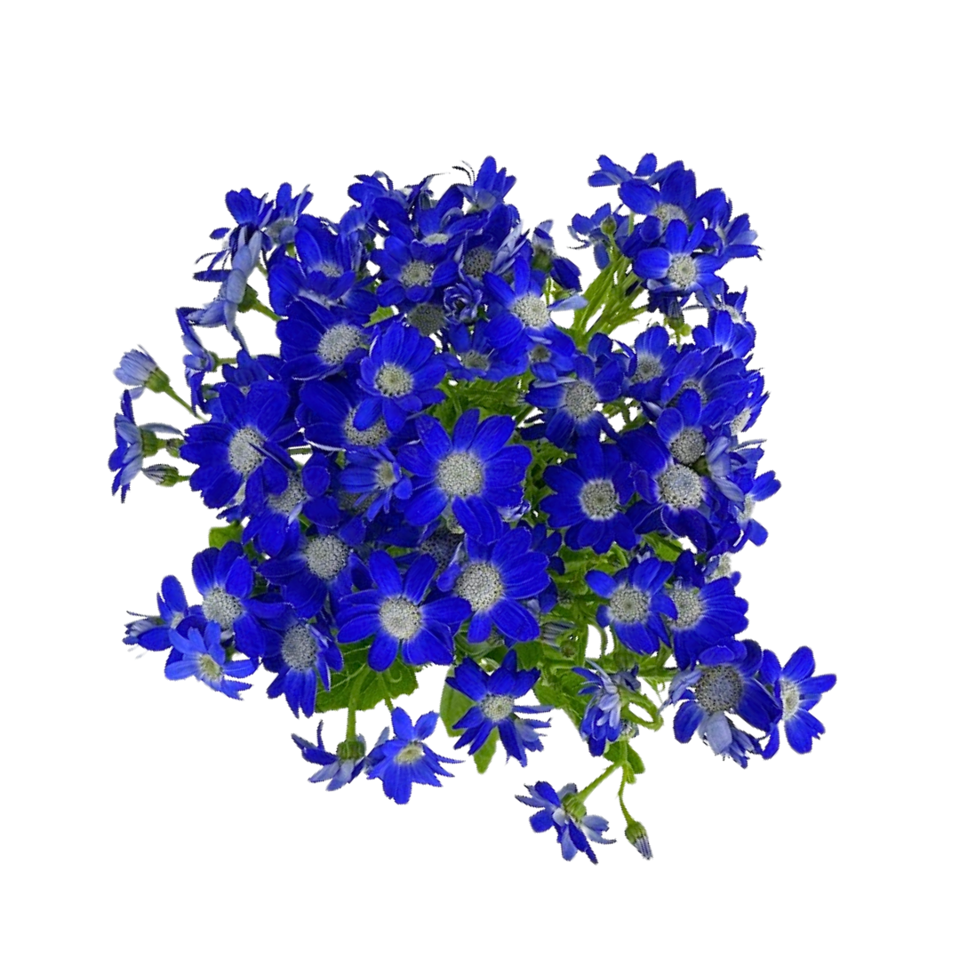 Pericallis Blue