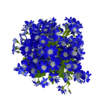 Pericallis Blue