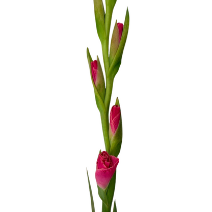 Gladiola Hot Pink (10 stem bunch)