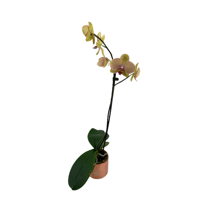 Orchid Phalaenopsis Plant Peach Bicolor