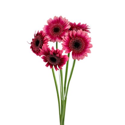 Mini Gerbera Bicolor Hot Pink Dark Center (10 stem bunch)