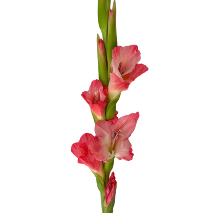 Gladiola Pink (10 stem bunch)