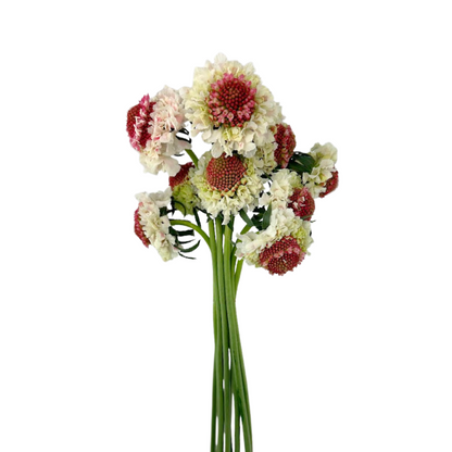 Scabiosa Bicolor Pink (10 stem bunch)