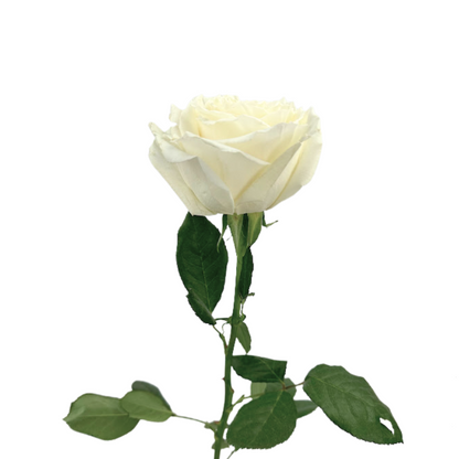 ROSE WHITE PLAYA BLANCA (25 STEM BUNCH)