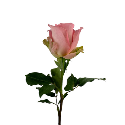 ROSE MEDIUM PINK HERMOSA (25 STEM BUNCH)
