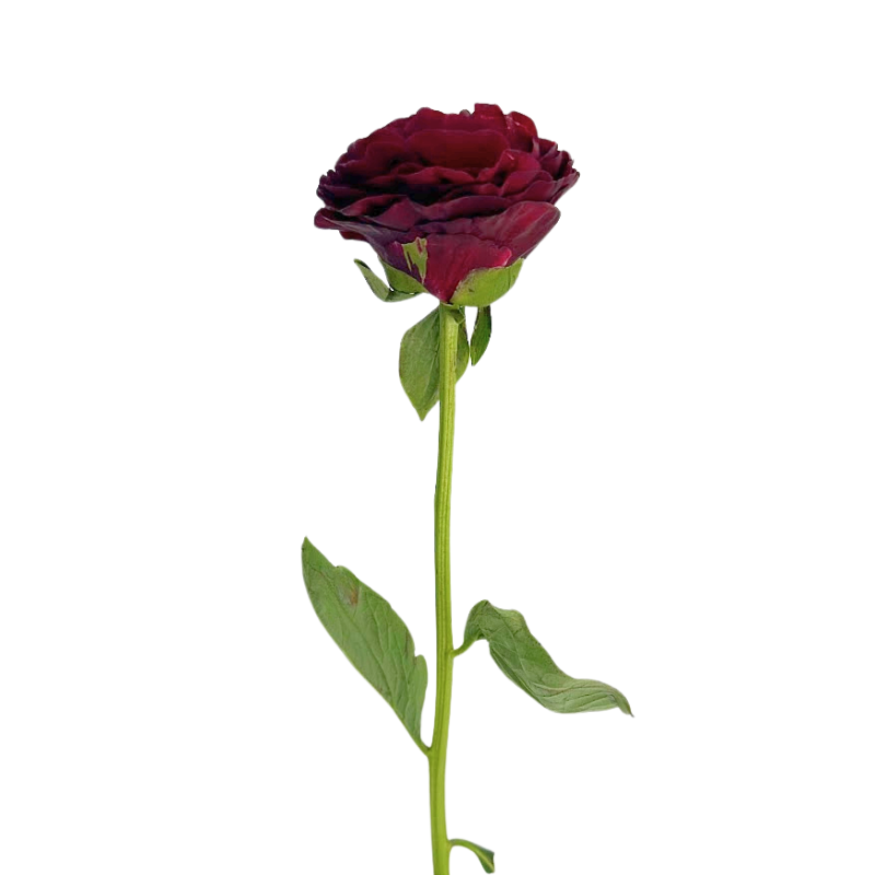 Peony Red Old Faithful