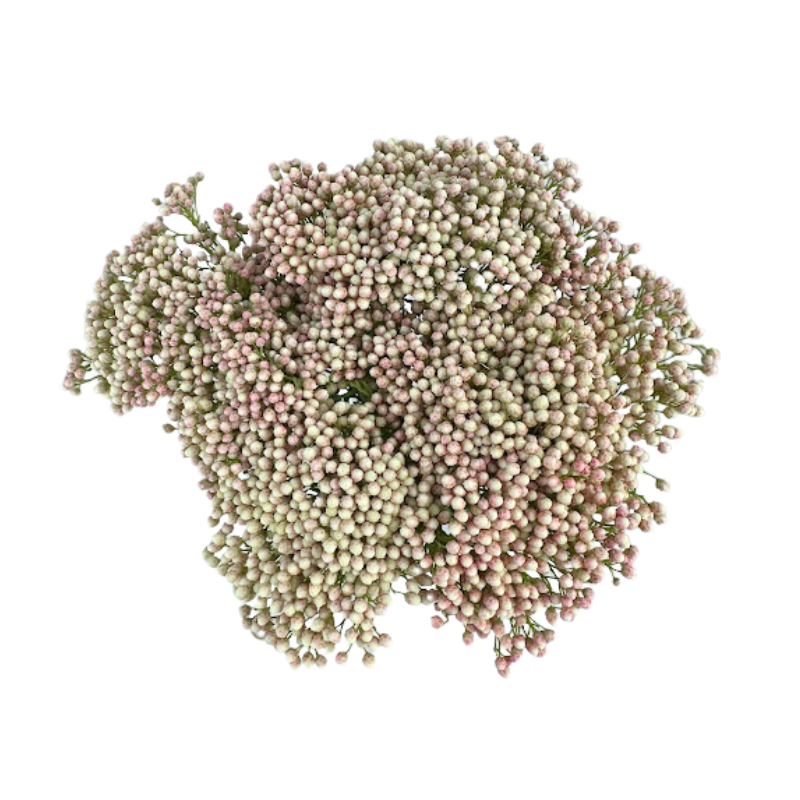 Rice Flower Pink