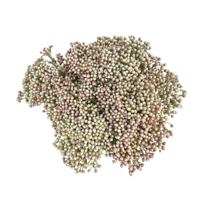 RICE FLOWER PINK (10 STEM BUNCH)