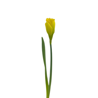 Daffodil Yellow (10 stem bunch)