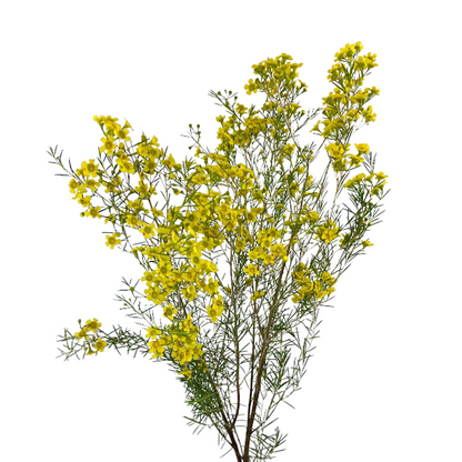 Waxflower Tinted Yellow (6 stem bunch)