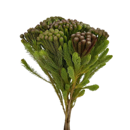 Brunia Green (10 stem bunch)