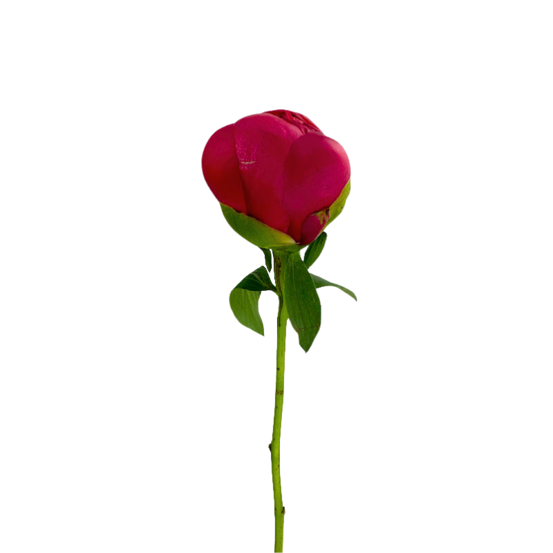Peony Hot Pink (5 stems)