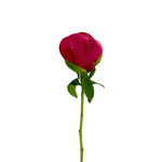 Peony Hot Pink (5 stems)