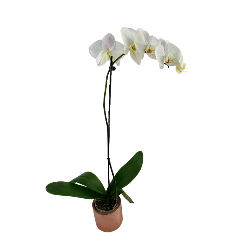Orchid Phalaenopsis Plant White