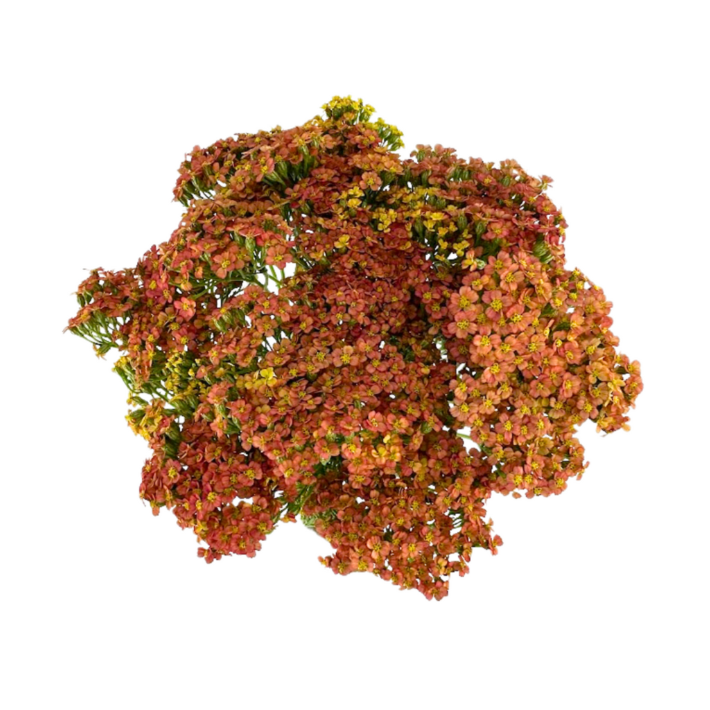 Yarrow Orange (10 stems)
