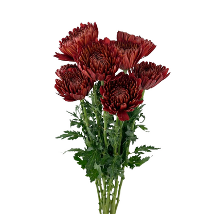 Chrysanthemum Cremon Red (10 stem bunch)