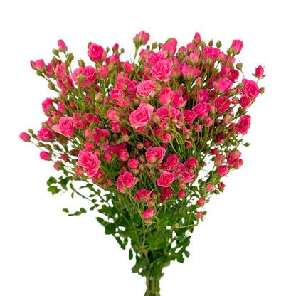 Spray Rose Mini Hot Pink (Box-60 stems)