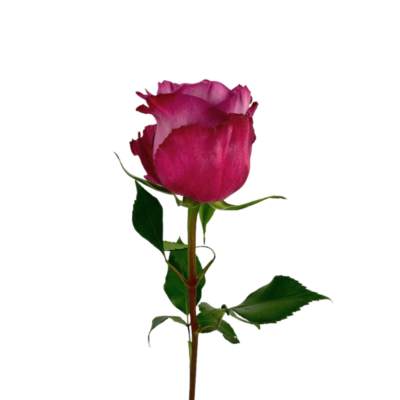 ROSE LAVENDER PIACERE (25 STEM BUNCH)
